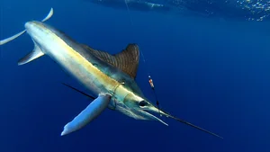 Fisherman Strikes Gold with Rare Multi-Million Dollar Marine Discovery - image 1