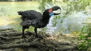 Shocking Revelations About the Bird with the Most Terrifying Beak in History - image 4
