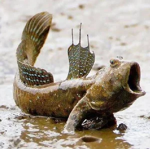 Top 10 Most Bizarre and Unique Animal Species Found in Vietnam - image 5