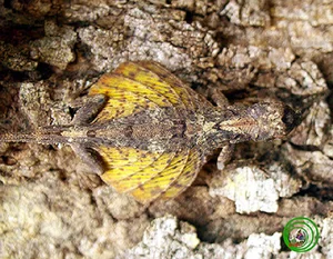 Top 10 Most Bizarre and Unique Animal Species Found in Vietnam - image 10