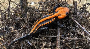 Top 10 Most Bizarre and Unique Animal Species Found in Vietnam - image 4