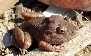 Top 10 Most Bizarre and Unique Animal Species Found in Vietnam - image 2