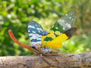 Top 10 Most Bizarre and Unique Animal Species Found in Vietnam - image 1