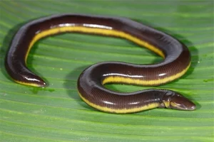 Top 10 Most Bizarre and Unique Animal Species Found in Vietnam - image 0