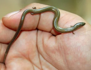 Top 10 Most Bizarre and Unique Animal Species Found in Vietnam - image 9
