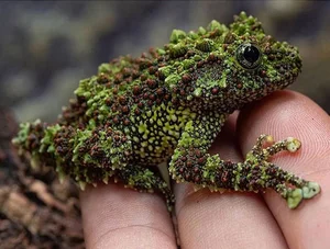 Top 10 Most Bizarre and Unique Animal Species Found in Vietnam - image 6