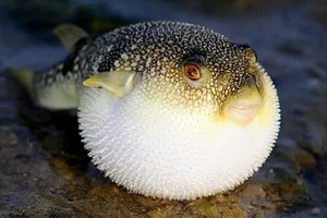 Top 10 Most Bizarre and Unique Animal Species Found in Vietnam - image 8