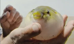 Top 10 Most Bizarre and Unique Animal Species Found in Vietnam - image 7