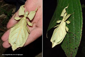 Top 10 Most Bizarre and Unique Animal Species Found in Vietnam - image 3