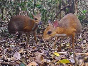 The Astonishing Return of 'Extinct' Animals: Nature’s Greatest Reappearances - image 9