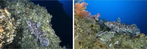 The Astonishing Return of 'Extinct' Animals: Nature’s Greatest Reappearances - image 6