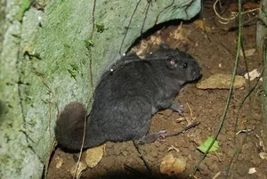 The Astonishing Return of 'Extinct' Animals: Nature’s Greatest Reappearances - image 0