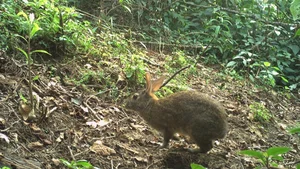 The Astonishing Return of 'Extinct' Animals: Nature’s Greatest Reappearances - image 7