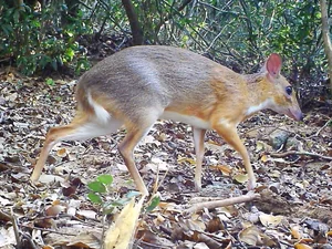 The Astonishing Return of 'Extinct' Animals: Nature’s Greatest Reappearances - image 4