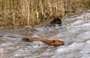 The Astonishing Return of 'Extinct' Animals: Nature’s Greatest Reappearances - image 8