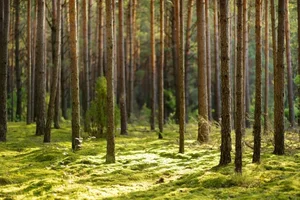 Surprising Facts About Lithuania: The Baltic Gem You Need to Visit - image 1