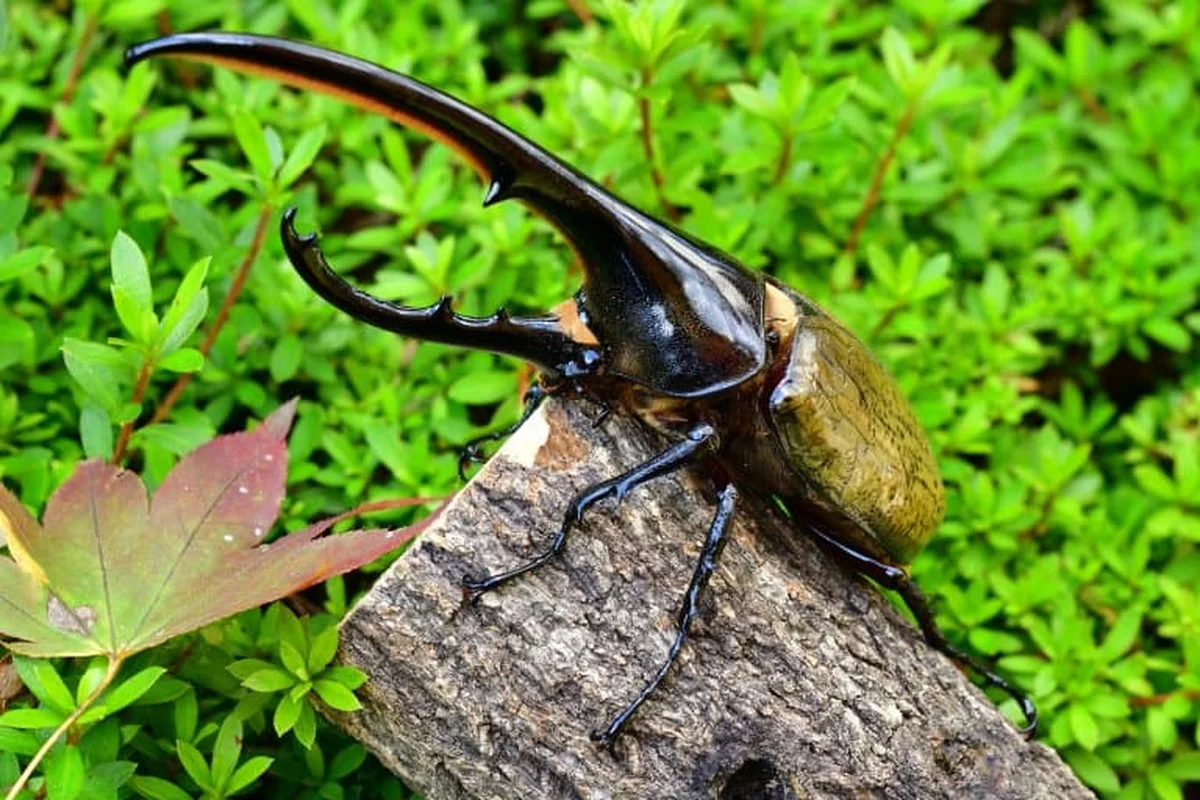 The Fascinating Truth Behind the Bizarre Alien-Looking Insect Species