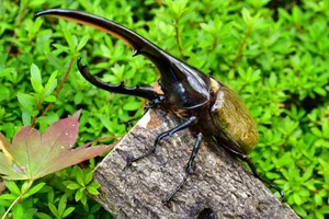 The Fascinating Truth Behind the Bizarre Alien-Looking Insect Species - image 0