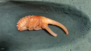 The Fascinating Truth Behind the Bizarre Alien-Looking Insect Species - image 3