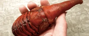 The Fascinating Truth Behind the Bizarre Alien-Looking Insect Species - image 5