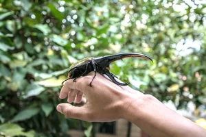 The Fascinating Truth Behind the Bizarre Alien-Looking Insect Species - image 2