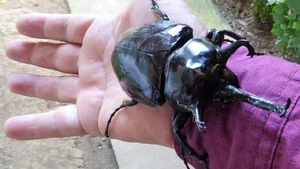 The Fascinating Truth Behind the Bizarre Alien-Looking Insect Species - image 6