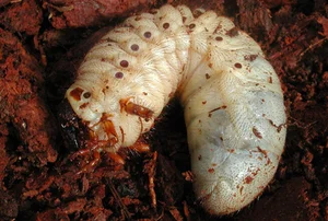 The Fascinating Truth Behind the Bizarre Alien-Looking Insect Species - image 7