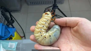 The Fascinating Truth Behind the Bizarre Alien-Looking Insect Species - image 1