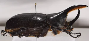 The Fascinating Truth Behind the Bizarre Alien-Looking Insect Species - image 4
