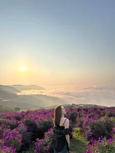 Experience the Enchanting Beauty of Doi Sim Suoi Bon’s Purple Flower Season - image 10