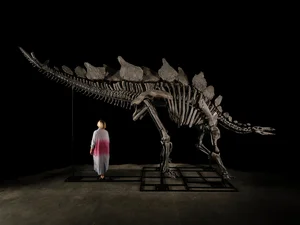 Discovery of 150-Million-Year-Old Prehistoric Creature Traces in South Korea - image 7