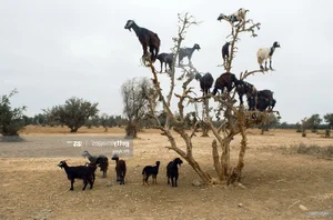 Mind-Bending Surreal Photos That Look Fake But Are 100% Real - image 8