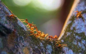 Exotic Culinary Delights: Why Yellow Ant Dishes are the Next Big Trend for Adventurous Foodies - image 7