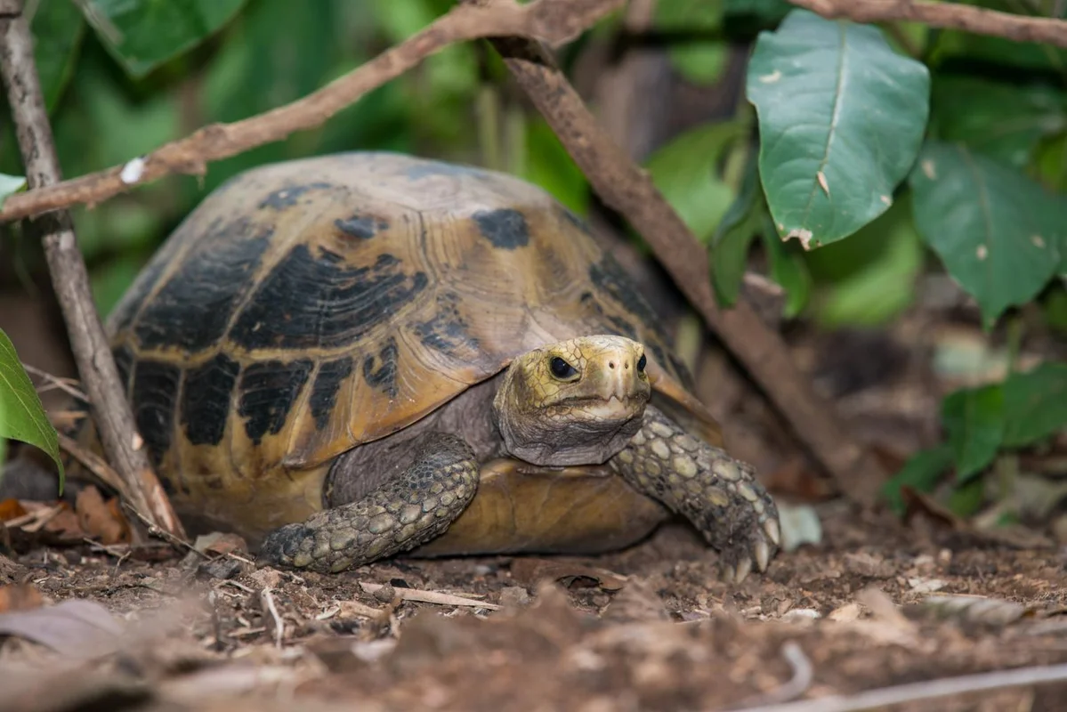 Rare Elongated Tortoise Handed Over to Conservationists in Ha Tinh Vietnam