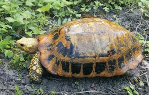 Rare Elongated Tortoise Handed Over to Conservationists in Ha Tinh Vietnam - image 4