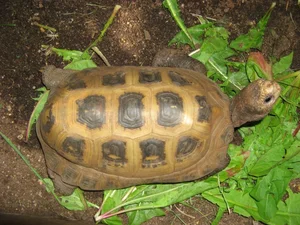 Rare Elongated Tortoise Handed Over to Conservationists in Ha Tinh Vietnam - image 2