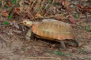 Rare Elongated Tortoise Handed Over to Conservationists in Ha Tinh Vietnam - image 9