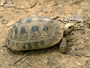 Rare Elongated Tortoise Handed Over to Conservationists in Ha Tinh Vietnam - image 1
