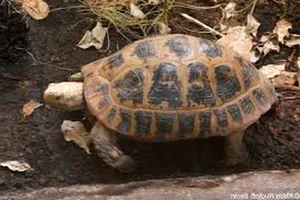Rare Elongated Tortoise Handed Over to Conservationists in Ha Tinh Vietnam - image 7