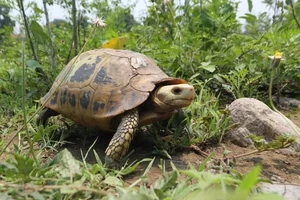 Rare Elongated Tortoise Handed Over to Conservationists in Ha Tinh Vietnam - image 5