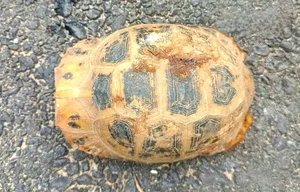 Rare Elongated Tortoise Handed Over to Conservationists in Ha Tinh Vietnam - image 3