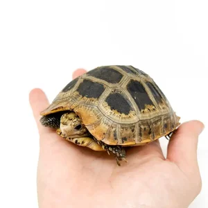 Rare Elongated Tortoise Handed Over to Conservationists in Ha Tinh Vietnam - image 8