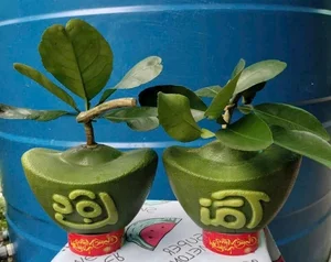 Lucky Gold Ingot Mini Pomelos Become the Hottest Tet 2025 Trend - image 4