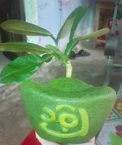 Lucky Gold Ingot Mini Pomelos Become the Hottest Tet 2025 Trend - image 1