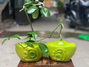 Lucky Gold Ingot Mini Pomelos Become the Hottest Tet 2025 Trend - image 2