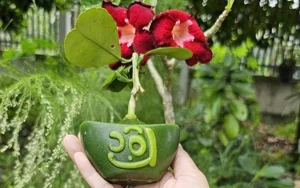 Lucky Gold Ingot Mini Pomelos Become the Hottest Tet 2025 Trend - image 6