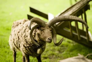 The Four-Horned Sheep: Meet the World's Most Unique and Delicious Breed - image 1