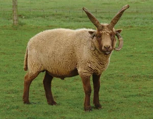 The Four-Horned Sheep: Meet the World's Most Unique and Delicious Breed - image 4