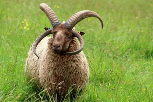 The Four-Horned Sheep: Meet the World's Most Unique and Delicious Breed - image 2