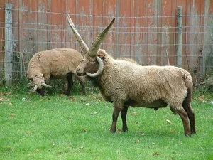 The Four-Horned Sheep: Meet the World's Most Unique and Delicious Breed - image 5